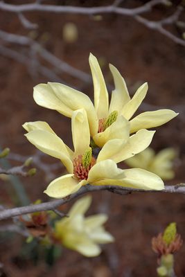 Magnolia x brooklynensis ' Yellow Bird' 125G 7G