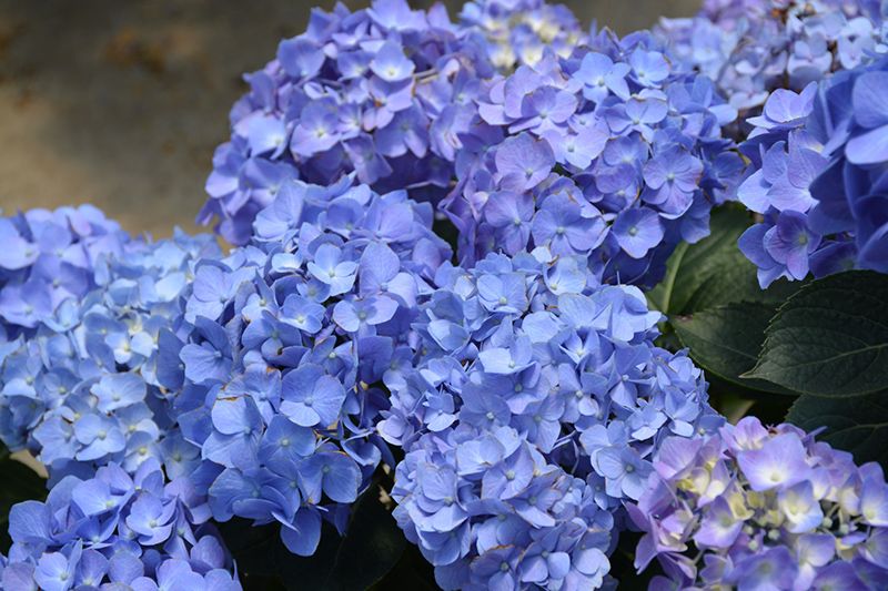 Hydrangea macrophylla 'Lets Dance Blue Jangles' 2G