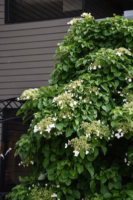 Hydrangea anomala 'Petiolaris' (Climbing Hydrangea) 1G