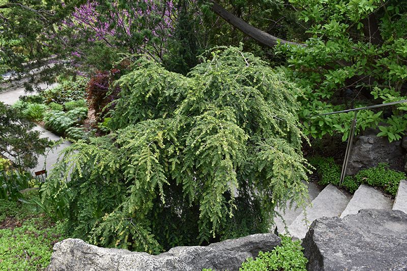 Tsuga canadensis 'Pendula' (Weeping Eastern Hemlock) 3G