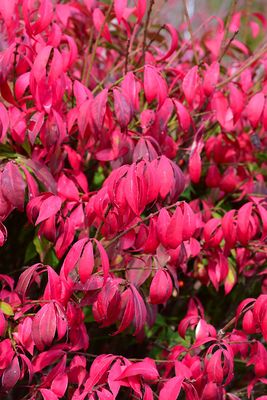 Euonymus alatus 'Little Moses' (Dwarf Burning Bush) 30cm 3G
