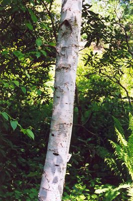 Betula populifolia 'Whitespire' (Whitespire Gray Birch - Clump) 200cm 10G