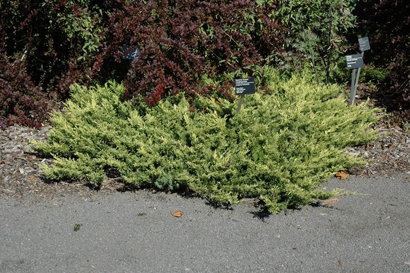 Juniperus horizontalis 'Limeglow' 30cm 2G