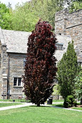 Fagus sylvatica 'Red Obelisk' (Columnar European Beech) 150cm 7G