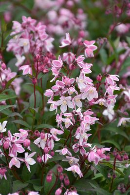 Deutzia 'Yuki Cherryblossom' PW 2G