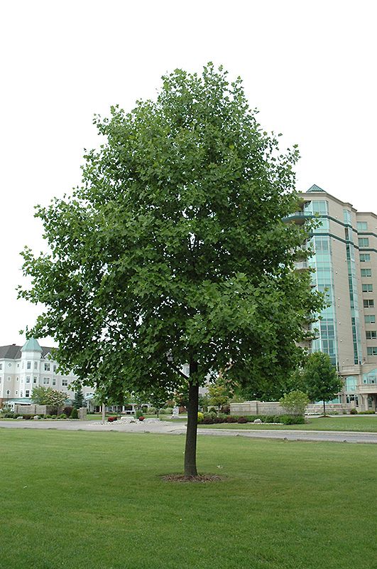 Liriodendron tulipifera (Tulip Tree) 200cm 10G