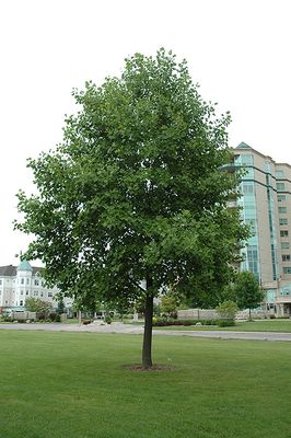 Liriodendron tulipifera (Tulip Tree) 200cm 10G