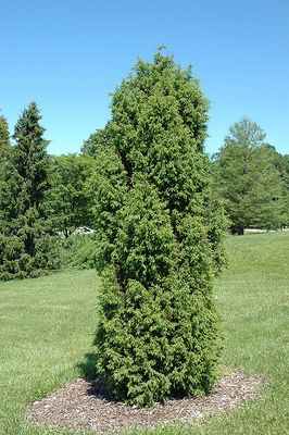 Juniperus communis 'Pencil Point' 3G 40cm
