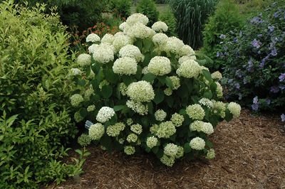Hydrangea arborescens 'Incrediball Storm Proof' (Smooth Hydrangea) 2G