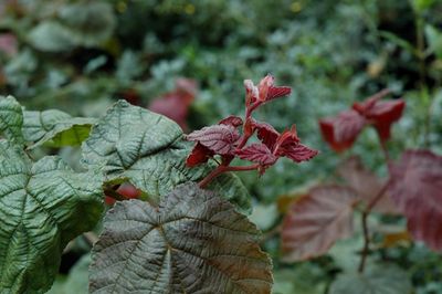 Corylus avellana 'Red Dragon' (Corkscrew Hazel) 80cm 5G