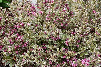 Weigela florida 'My Monet Purple Effect' PW