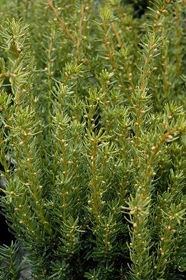 Taxus media 'Fairview' (Yew) 3G 30cm