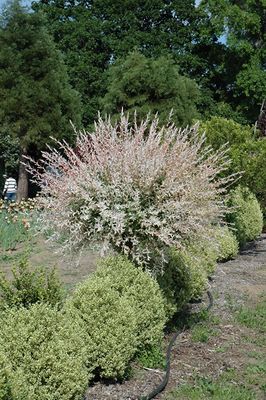 Salix integra 'Hakura Nishiki' STD (Dappled Willow) 100cm 5G