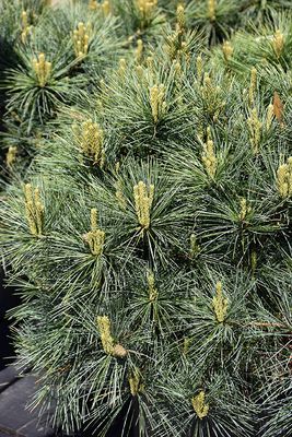 Pinus strobus 'Blue Shag' (Eastern White Pine) 3G 30cm
