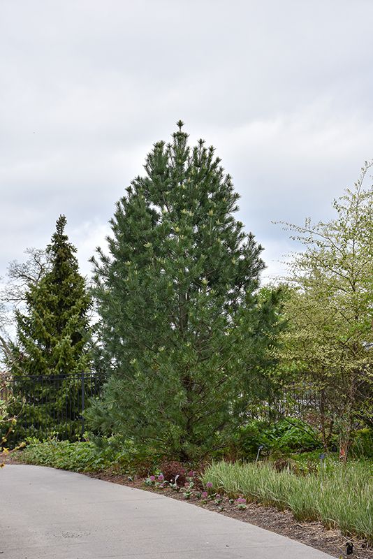 Pinus flexilis 'Vanderwolf's Pyramid' (Limber Pine) 110cm 10G
