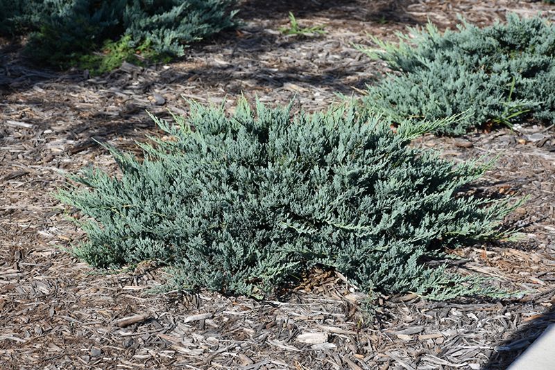 Juniperus horizontalis 'Blue Chip' 30cm 3G