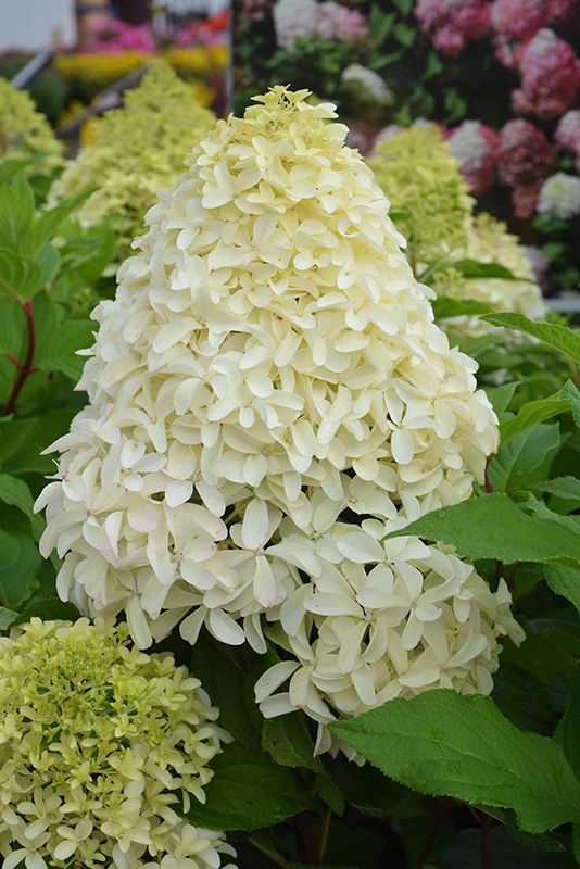 Hydrangea paniculata 'Quick Fire Fab' (Panicle Hydrangea) 3G