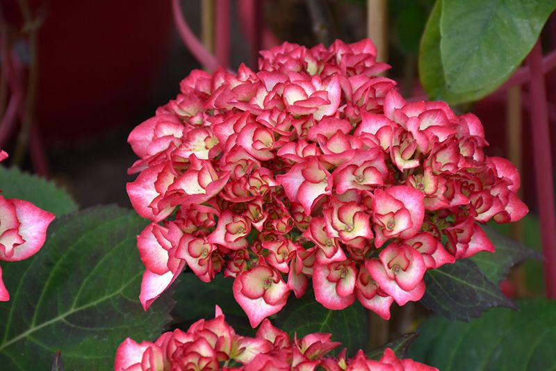 Hydrangea macrophylla 'Kimono' 2G