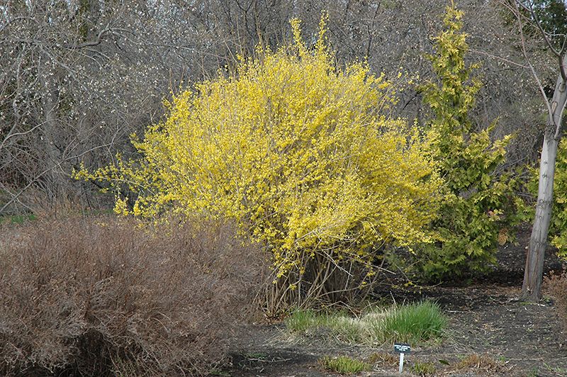 Forsythia ovata 'Northern Gold' 2G
