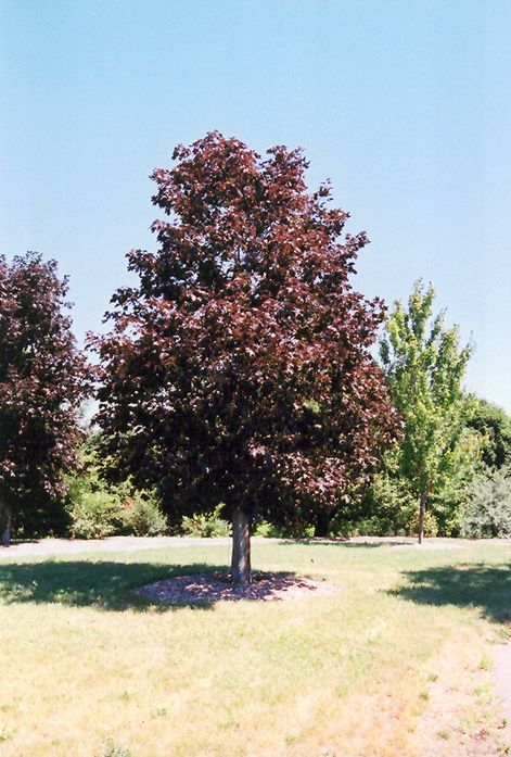 Acer platanoides 'Royal Red' (Norway Maple) 250cm 15G CP