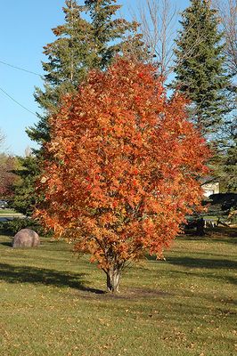 Sorbus aucuparia 'Cardinal Royal' (Mountain Ash) 300cm 15G CP