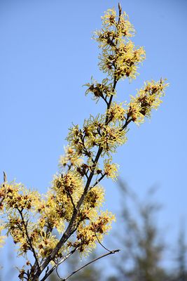 Hamamelis x intermedia 'Arnold Promise' (Yellow Hybrid Witch Hazel) 15G