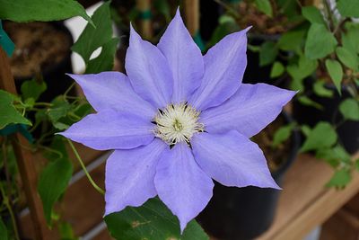Clematis 'H. F. Young' 1G