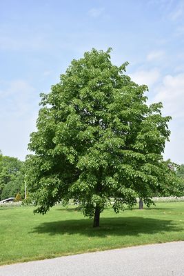 Tilia cordata 'Corinthian' (Linden) 200cm 10G