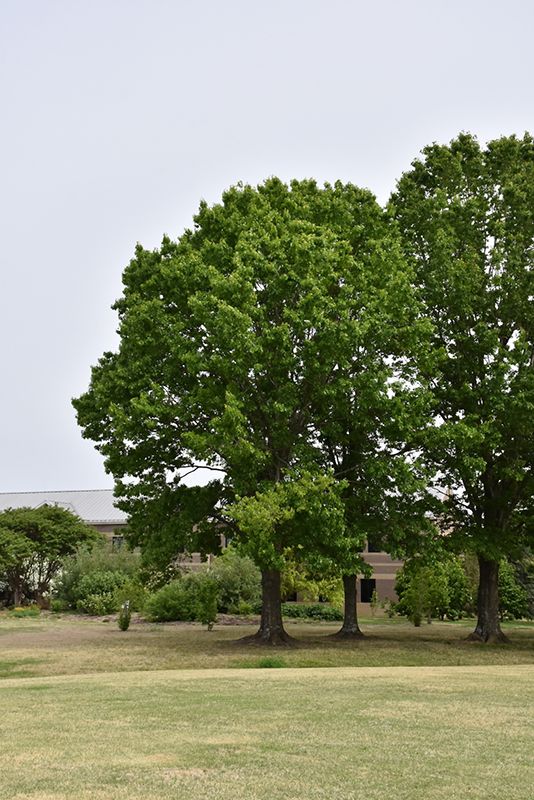 Quercus rubra (Red Oak) 250cm 10G