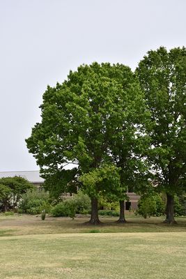 Quercus rubra (Red Oak) 250cm 10G
