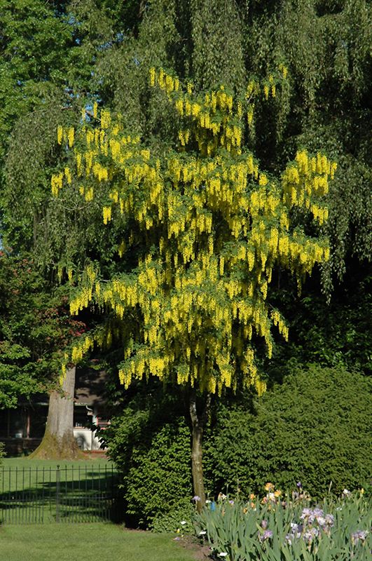Laburnum x watereri 'Vossii' (Golden Chain Tree) 250cm CP