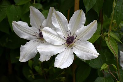 Clematis Vancouver 'Fragrant Star' 1G