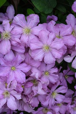Clematis 'Comtesse de Bouchard' 1G
