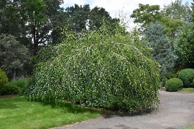Betula pendula 'Youngii' (Young's Weeping Birch) 200cm CP