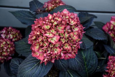 Hydrangea macrophylla 'Eclipse' (Dark-Leaved Bigleaf Hydrangea) FE 8"