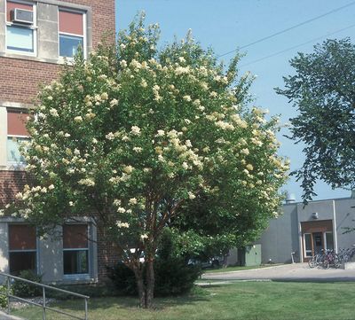 Syringa reticulata ssp. pekinensis 'Copper Curls' (Pekin Tree Lilac) 200cm 7G