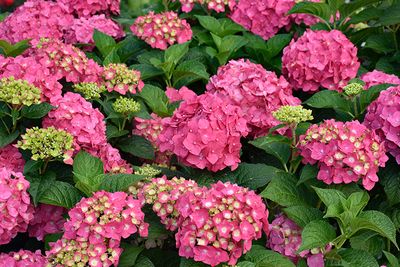 Hydrangea macrophylla 'Endless Summer Summer Crush' (Re-Blooming Hydrangea) 1Gal