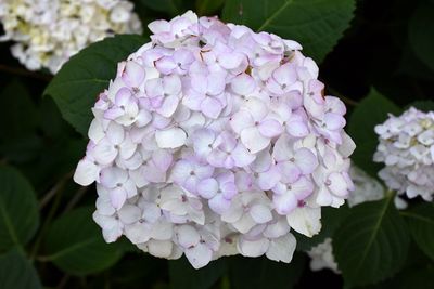 Hydrangea macrophylla 'Endless Summer Blushing Bride' (Re-blooming Hydrangea) ES 1Gal