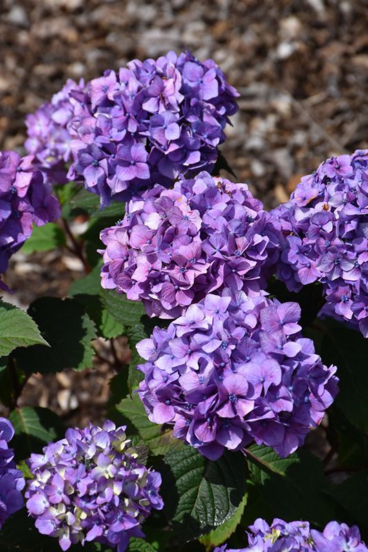 Hydrangea macrophylla 'Endless Summer Bloomstruck' (Re-blooming Hydrangea) 1G