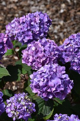 Hydrangea macrophylla 'Endless Summer Bloomstruck' (Re-blooming Hydrangea) 1G