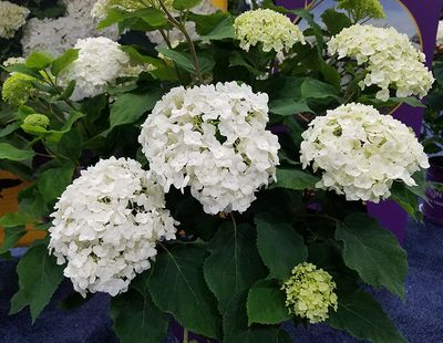 Hydrangea arborescens 'FlowerFull' (Smooth Hydrangea) FE 8"