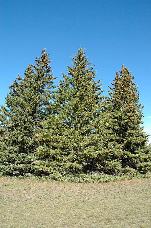 Picea glauca (White Spruce) 7G
