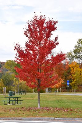 Acer x freemanii 'Autumn Fantasy' (Autumn Fantasy Maple) 250cm 7G