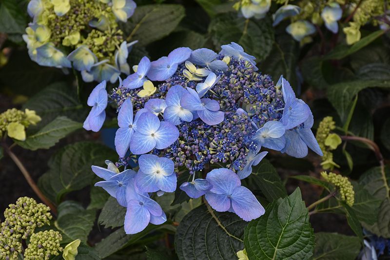 Hydrangea macrophylla 'Endless Summer Pop Star' (Re-blooming Lacecap Hydrangea) 1Gal