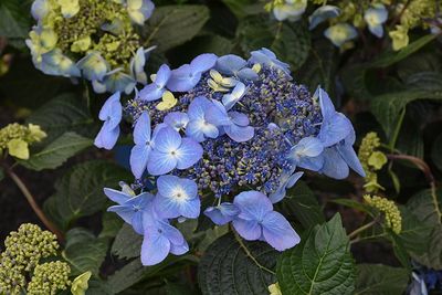 Hydrangea macrophylla 'Endless Summer Pop Star' (Re-blooming Lacecap Hydrangea) 1Gal