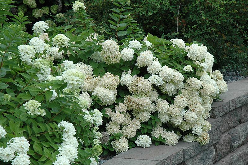 Hydrangea paniculata 'Grandiflora' (Pee Gee Panicle Hydrangea) 8"