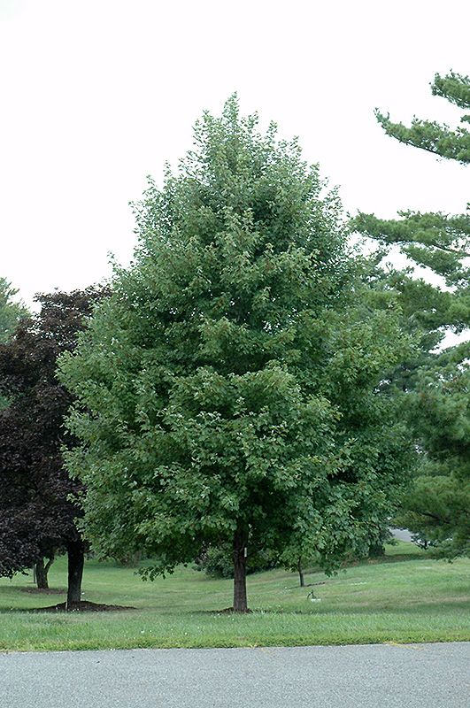 Acer rubrum 'October Glory' (Red Maple) 250cm 15G