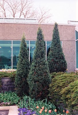 Juniperus virginiana 'Skyrocket' (Columnar Juniper) 2G