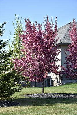 Malus 'Thunderchild' (Dark Pink Flowering Crabapple) 100cm 5G