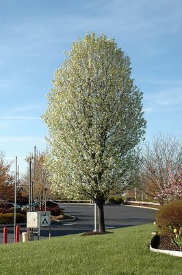 Pyrus calleryana 'Chanticleer' (Ornamental Pear) 125cm 7Gal